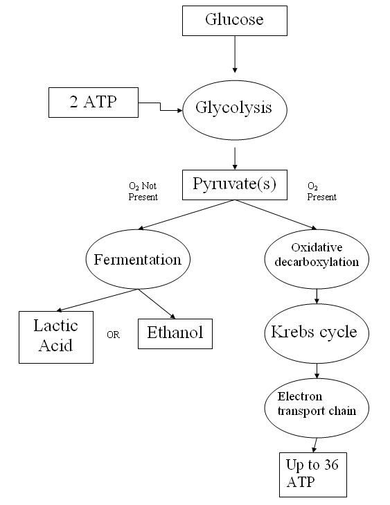 Biology Keypoints: Respiration